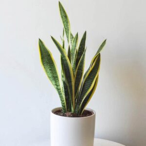 mother in law's tongue indoor plant