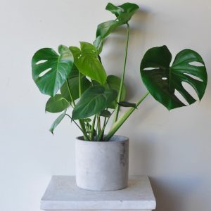 Monstera Deliciosa - Indoor Plant Melbourne